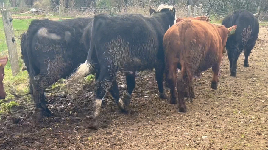 Lote 36 Novillo Gordo en Río Bueno, XIV Región Los Ríos