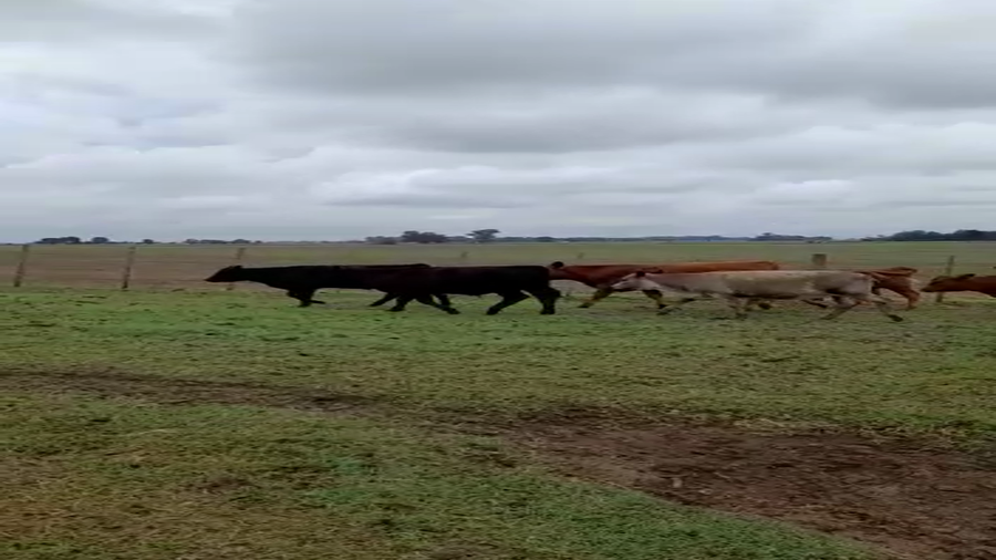 Lote 17 Terneros/as en Salazar, Buenos Aires