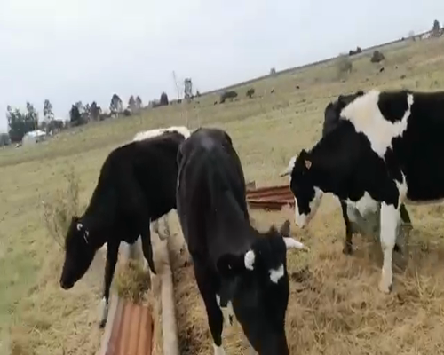 Lote 8 Novillos en Florida