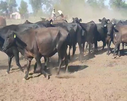 Lote 140 Vacas en Gral. Pinero, Chaco