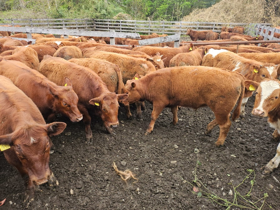 Lote 55 Novillo Engorda en Futrono, XIV Región Los Ríos