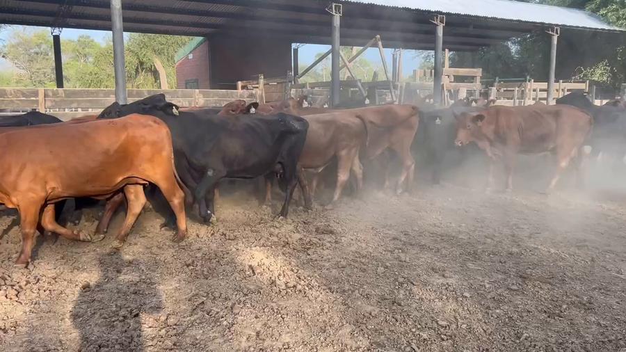 Lote 45 Vacas de invernar en Juan José Castelli, Chaco