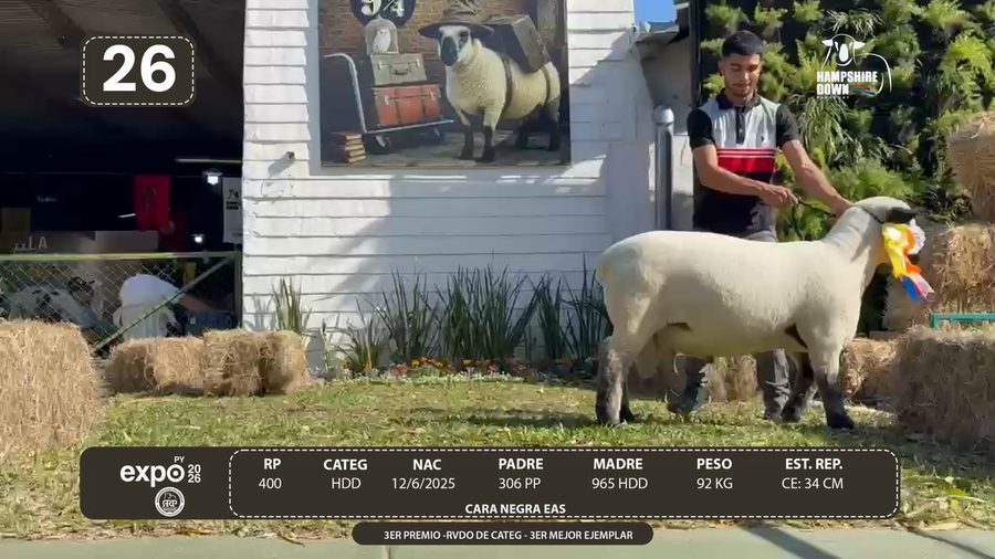 Lote LOTE 26 - BOZAL