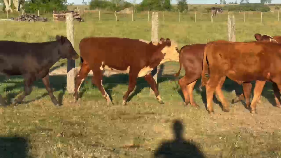 Lote 60 Terneros