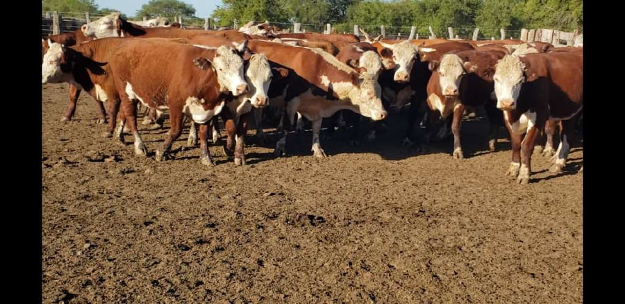Lote 100 Novillos en Villaguay, Entre Ríos