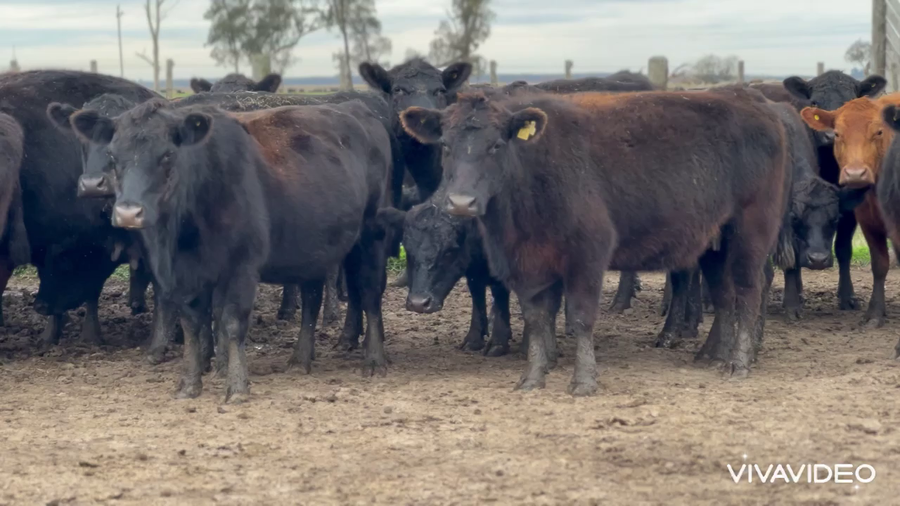 Lote 32 Vacas medio uso