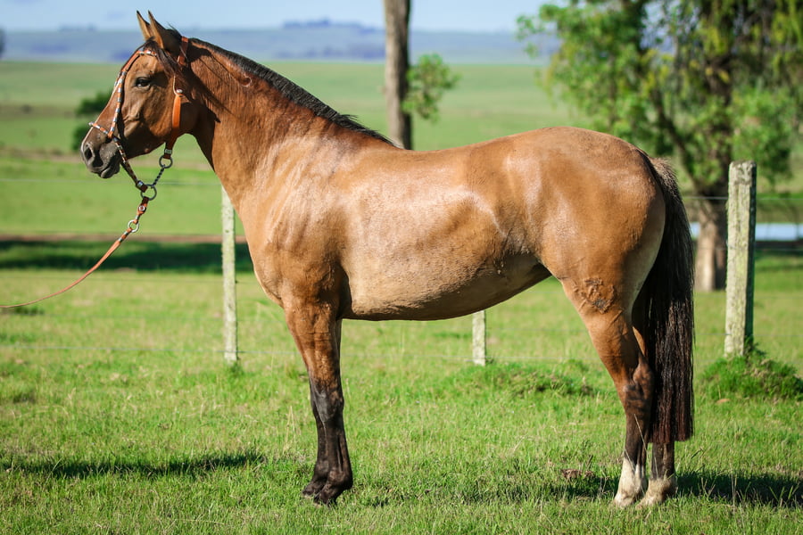 Lote Campana 568 de La Casilla