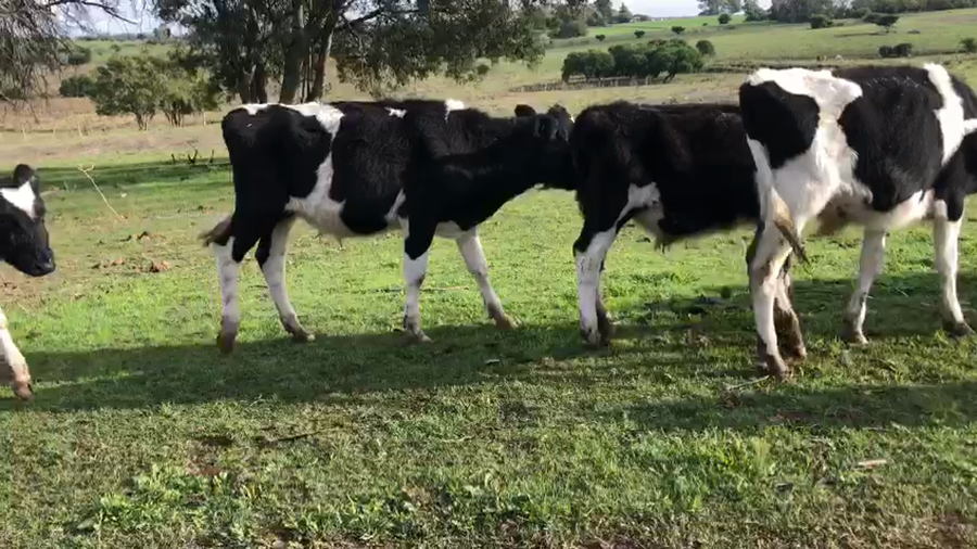 Lote 25 terneros holando