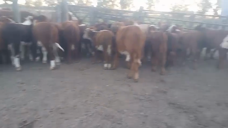 Lote 80 Terneros/as