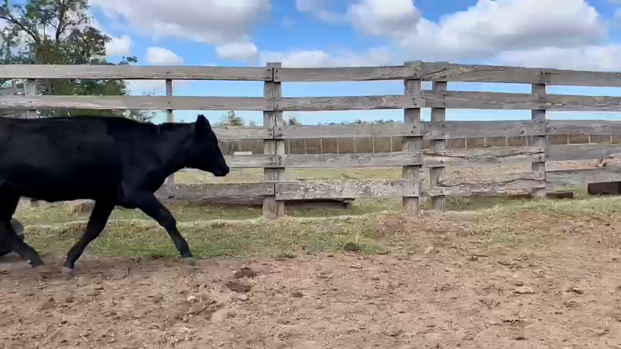 Lote VAQUILLONAS 1 a 2 AÑOS