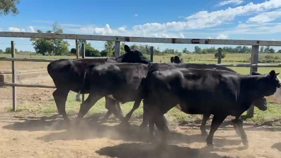 Lote VAQUILLONAS 1 a 2 AÑOS