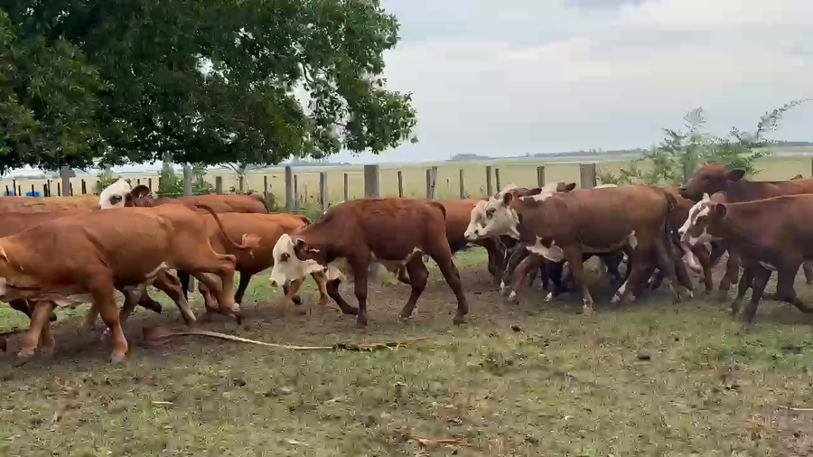 Lote 66 Terneros/as