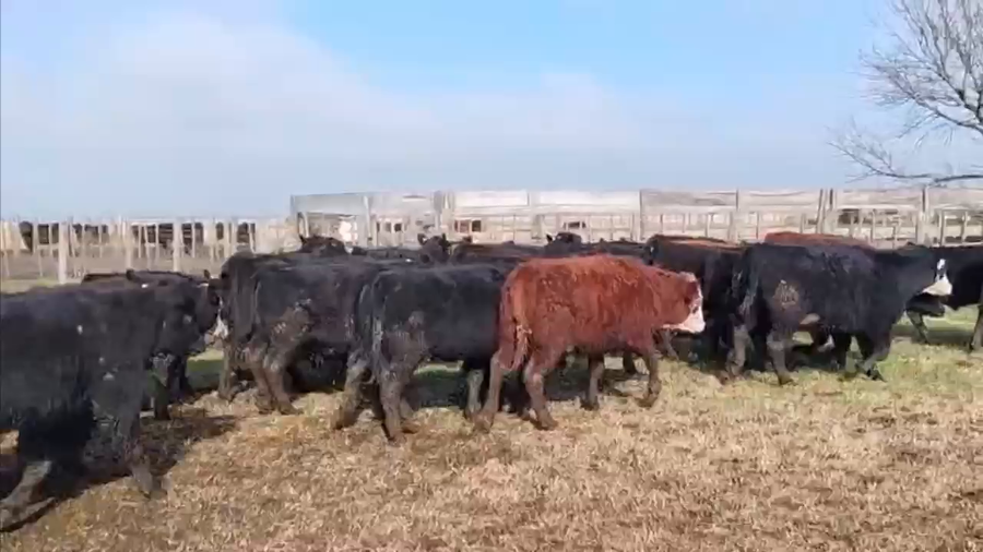 Lote 58 Novillitos