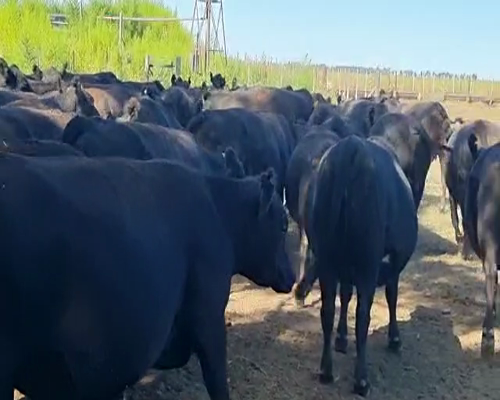 Lote 26 VAQUILLONAS DE 32 MESES, ANGUS NEGRA PREÑADAS CON CATICHO (PP), REPASO CON TORO COLORADO PP, SERVICIO A LOS 24 MESES.
