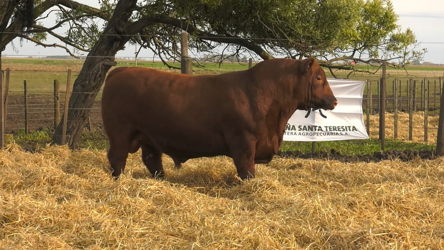 Lote Toros PC Colorados