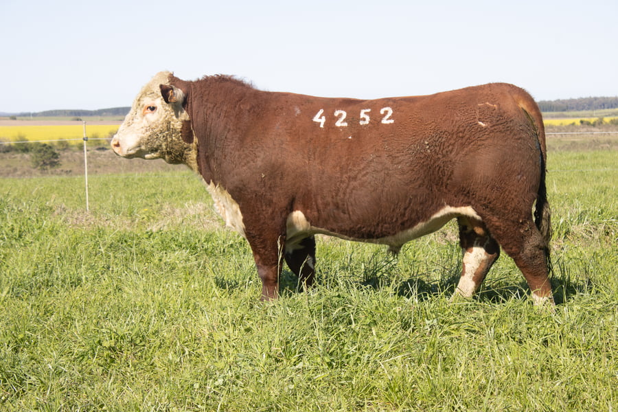 Lote 15