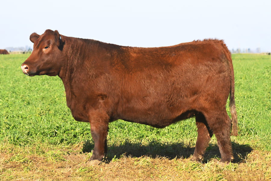 Lote RP 17655 y RP 17690 - VAQUILLONAS ELECCIÓN PP