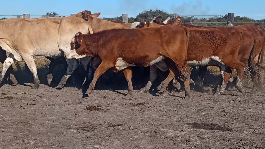 Lote 46 Vacas de invernar en Corrientes, Curuzu Cuatia