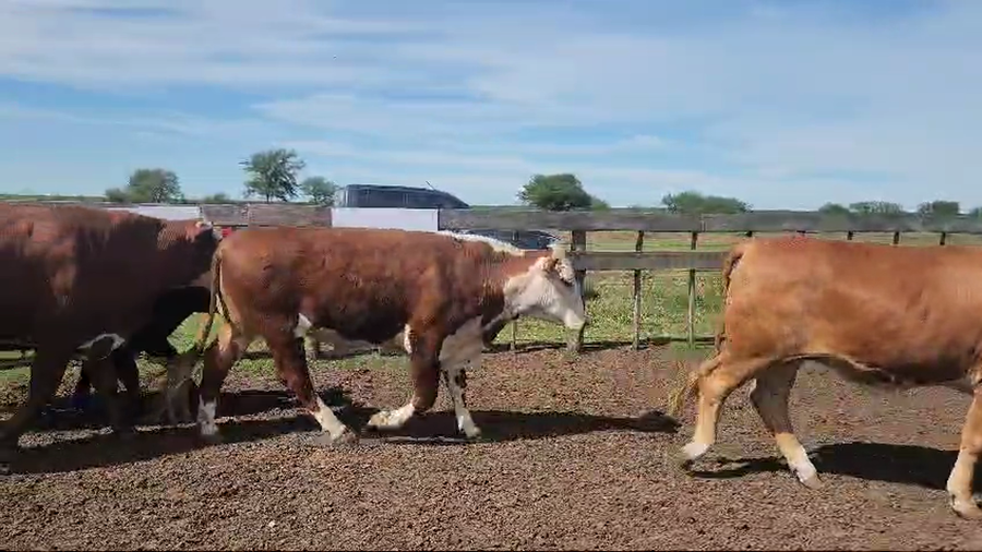 Lote 34 Novillos exportación