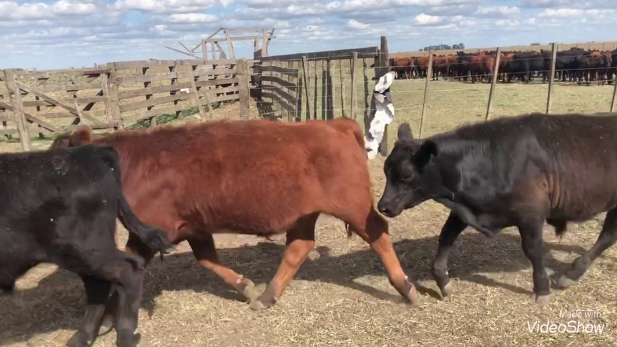 Lote 45 Terneros en De la Garma, Buenos Aires