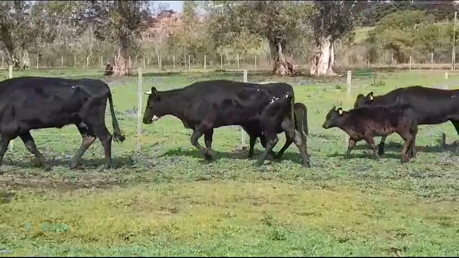 Lote (Vendido)10 Piezas de cría a remate en #35 Pantalla Carmelo en COSTAS DEL ROSARIO