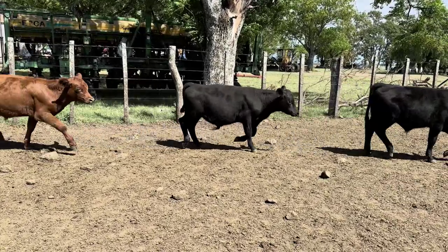 Lote TERNEROS