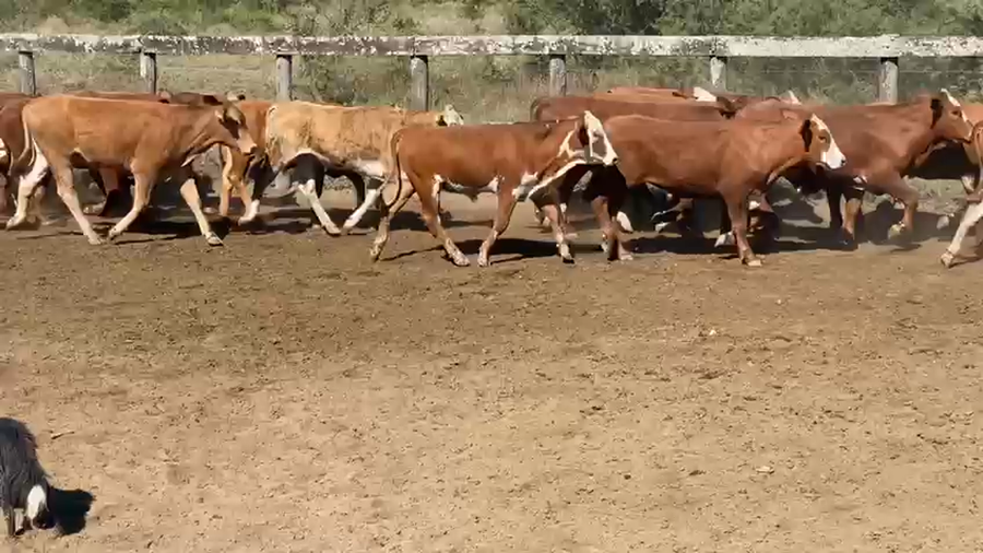 Lote 290 Novillos en Los Amores, Santa Fe