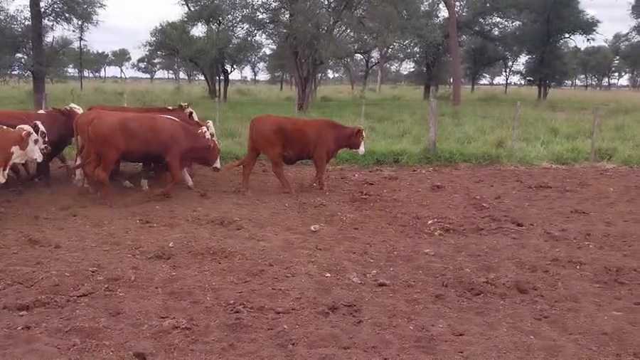 Lote 185 Vaquillonas P/ Servicio
