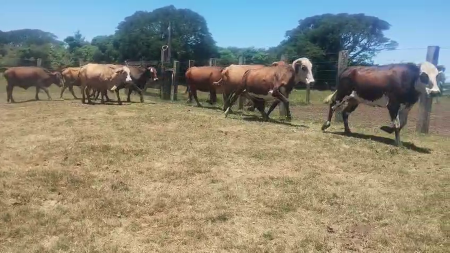 Lote 11 Vacas CUT preñadas