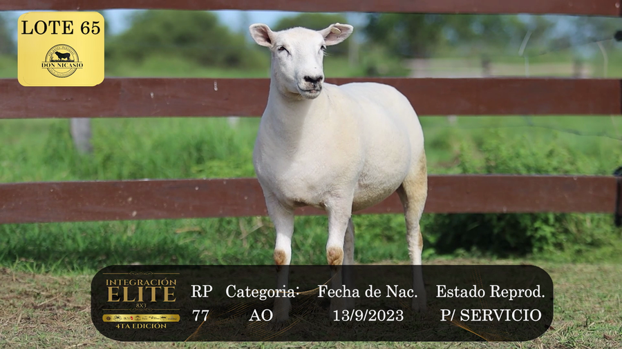 Lote LOTE 65