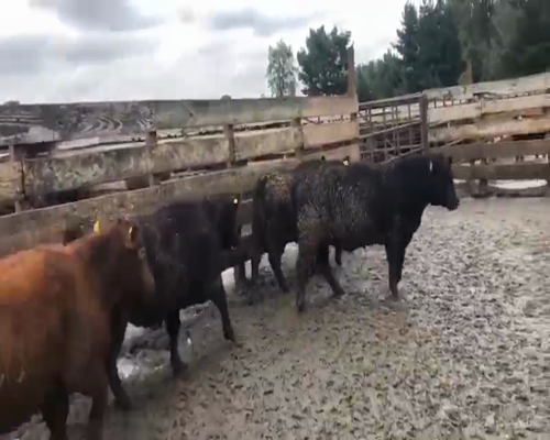 Lote 20 Vaquilla Gorda en Los Ángeles, VIII Región Biobío