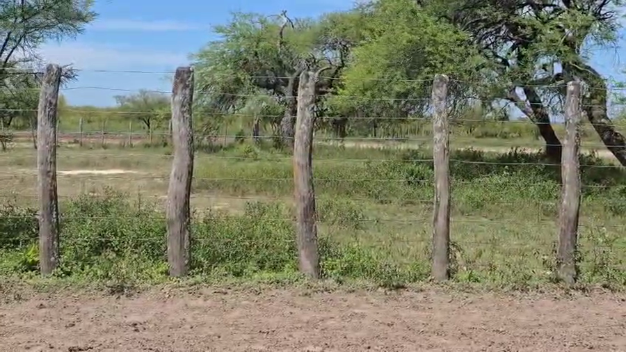 Lote 33 Vacas de invernar