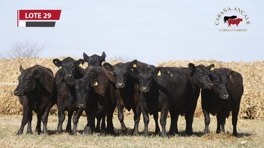 Lote VACAS NEGRAS PARICION OTOÑO