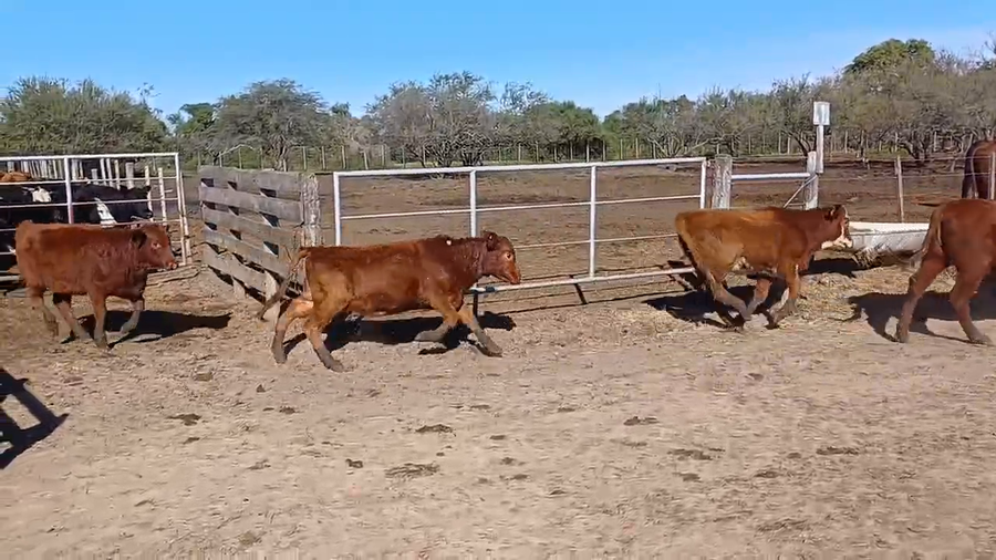 Lote 65 Terneras Brangus y sus cruzas en Cululú, Santa Fe