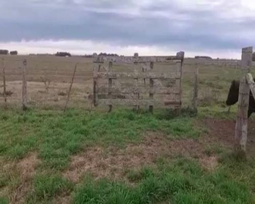 Lote 14 Vacas CUT  en Tapalqué, Buenos Aires