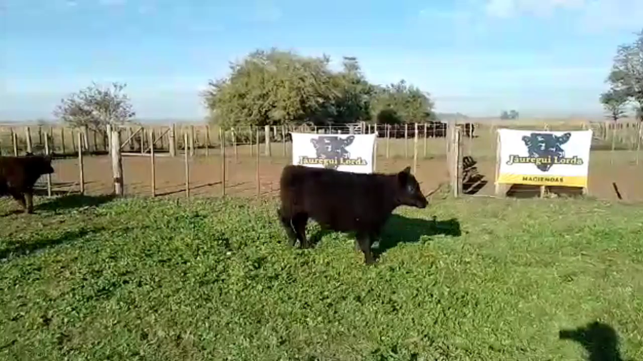 Lote 50 Terneros en Brandsen, Buenos Aires
