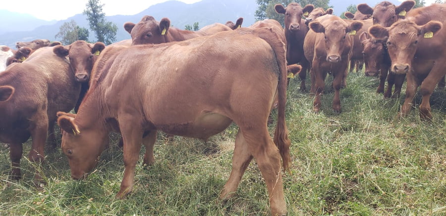 Lote 60 Novillo Engorda en Futrono, XIV Región Los Ríos