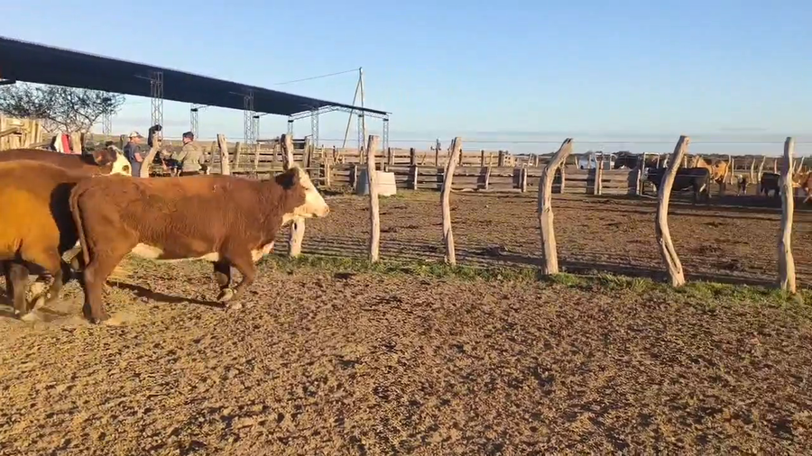 Lote 60 Vacas de invernar en Corrientes, Curuzu Cuatia