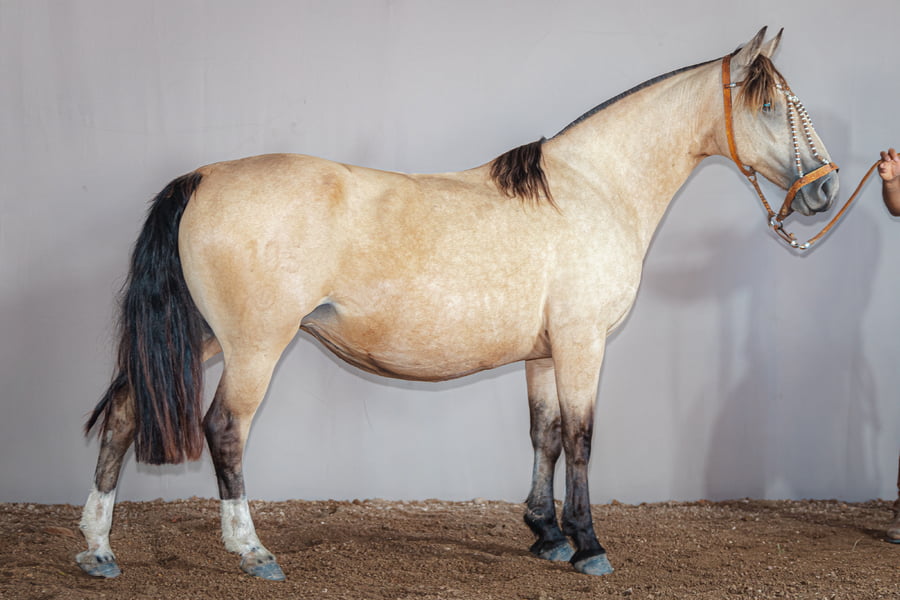 Lote Hagata La Higuera - Cabaña La Higuera