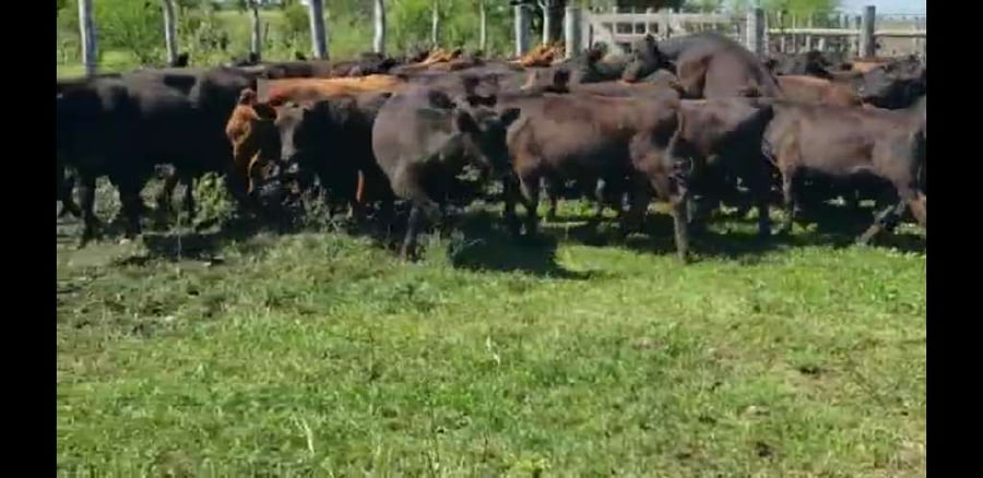 Lote 100 Terneros en Villaguay, Entre Ríos