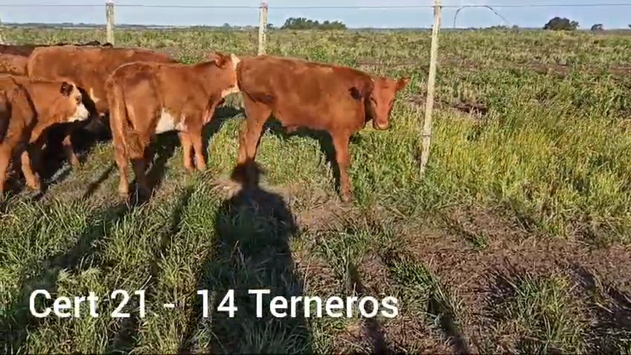 Lote TERNEROS