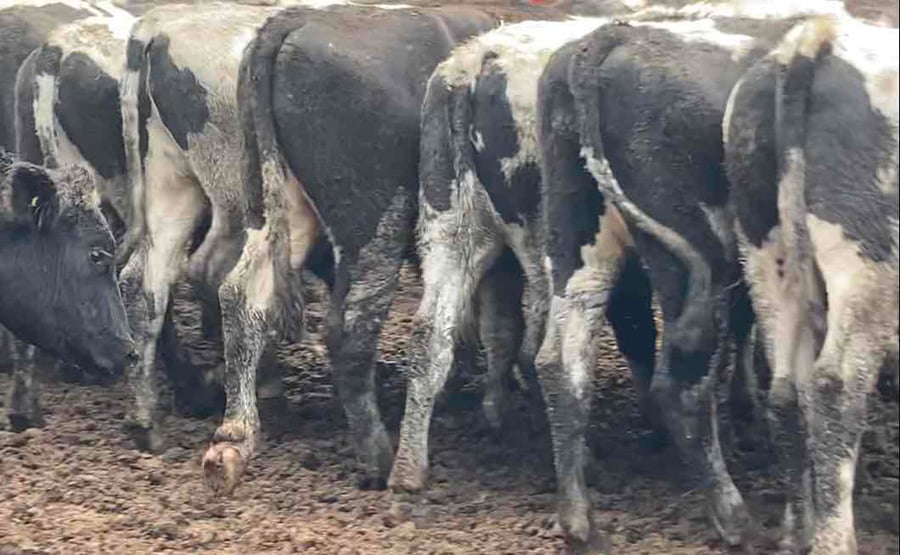 Lote 40 Novillo Gordo en Melipilla, Región Metropolitana