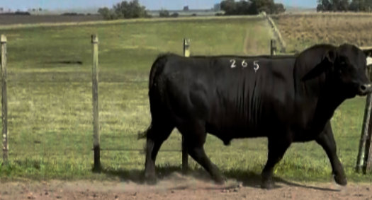 Lote Angus
