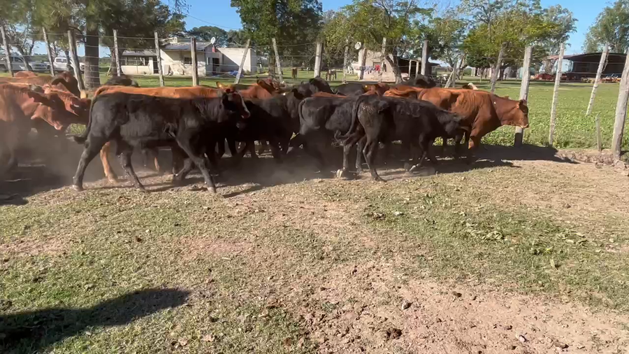Lote 105 Terneros en Gran Guardia, Formosa