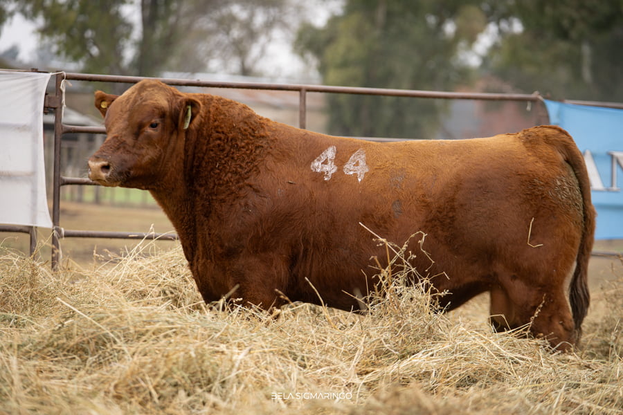 Lote TOROS ANGUS COLORADOS  PC