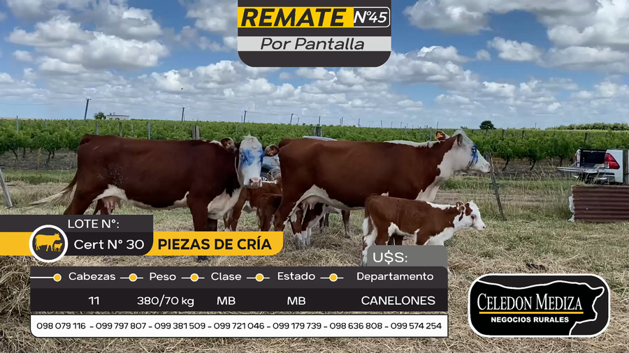 Lote 11 Piezas de cría en Parador Tajes, Canelones