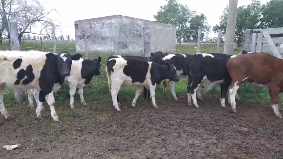 Lote 33 Terneras