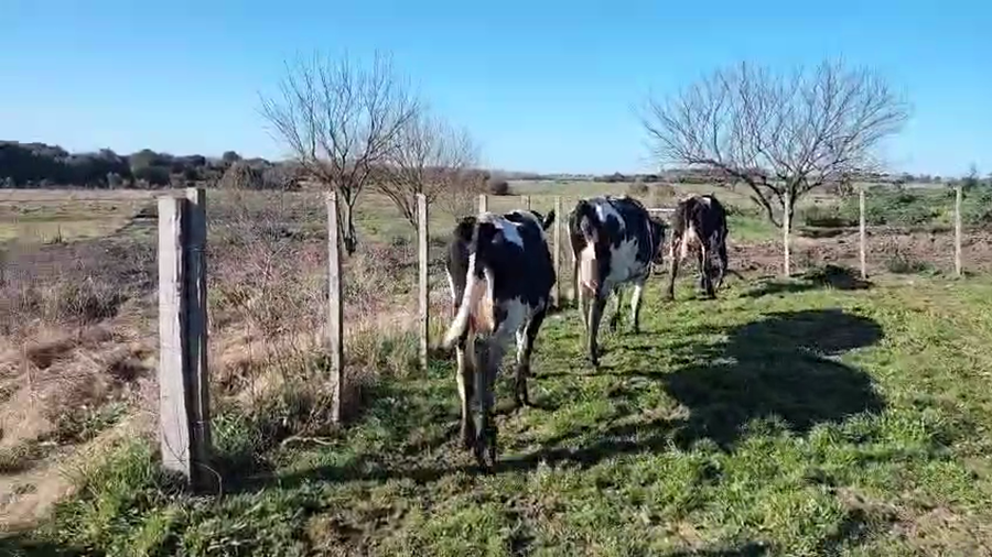 Lote 6 Piezas de cría a remate en Pantalla Aniversario - Escritorio Camy 360kg - , San José