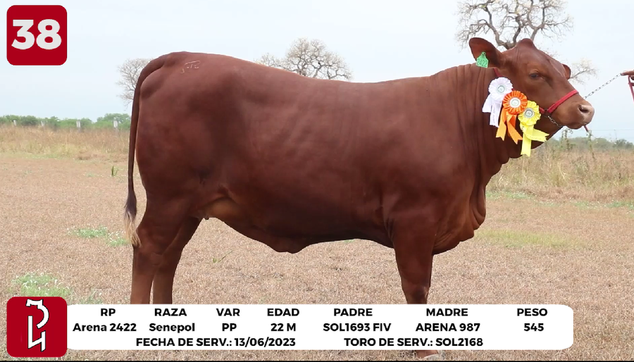 Lote LOTE 38 DE BOZAL