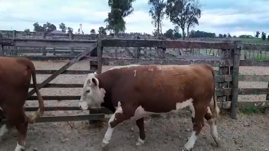 Lote La Colorada de Morixe